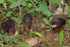 Aristolochia adalica