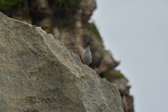 Phalacrocorax featherstoni