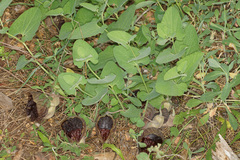 Aristolochia adalica