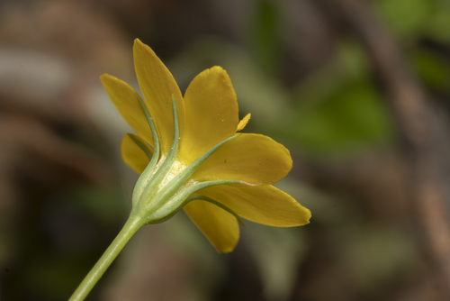 Yellow-wort