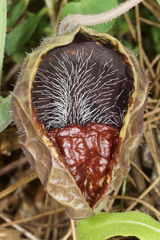 Aristolochia adalica