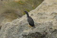 Phalacrocorax featherstoni