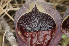 Aristolochia adalica