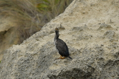 Phalacrocorax featherstoni