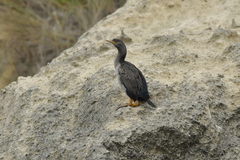 Phalacrocorax featherstoni