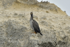 Phalacrocorax featherstoni