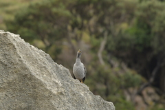 Phalacrocorax featherstoni
