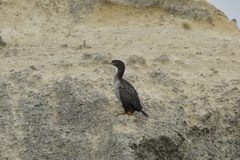 Phalacrocorax featherstoni
