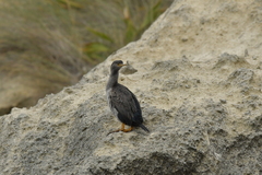 Phalacrocorax featherstoni