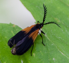Caenia dimidiata