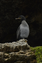 Phalacrocorax featherstoni