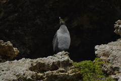 Phalacrocorax featherstoni