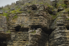Phalacrocorax featherstoni