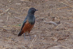 Lamprotornis pulcher