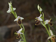 Ophrys fuciflora heterochila