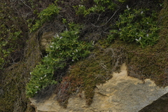 Veronica dieffenbachii