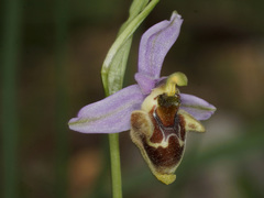 Ophrys fuciflora heterochila