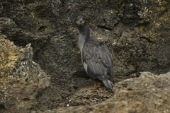 Phalacrocorax featherstoni