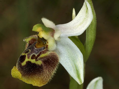Ophrys fuciflora heterochila