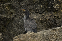 Phalacrocorax featherstoni