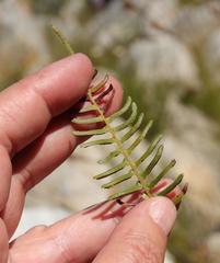 Blechnum punctulatum punctulatum