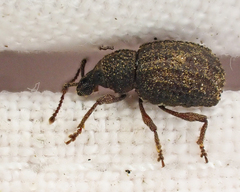 Otiorhynchus porcatus