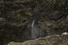 Phalacrocorax featherstoni