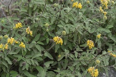 Phlomis cretica