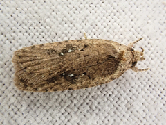 Agonopterix heracliana