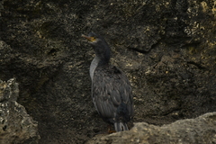 Phalacrocorax featherstoni