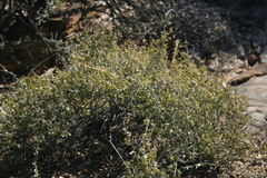 Cissampelos capensis