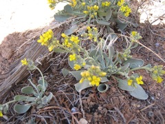 Physaria acutifolia