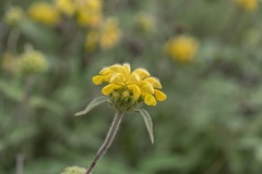 Phlomis cretica