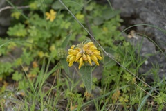 Phlomis cretica