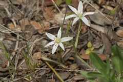 Ornithogalum collinum