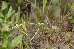 Ornithogalum collinum