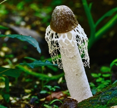 Phallus atrovolvatus