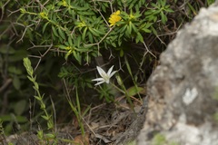 Ornithogalum collinum