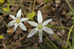 Ornithogalum collinum