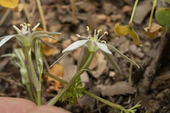 Ornithogalum collinum