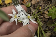 Ornithogalum collinum