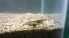 Caridina babaulti