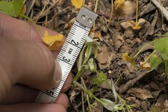 Ornithogalum collinum