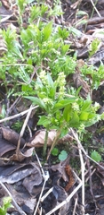 Mercurialis perennis