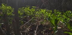 Mercurialis perennis