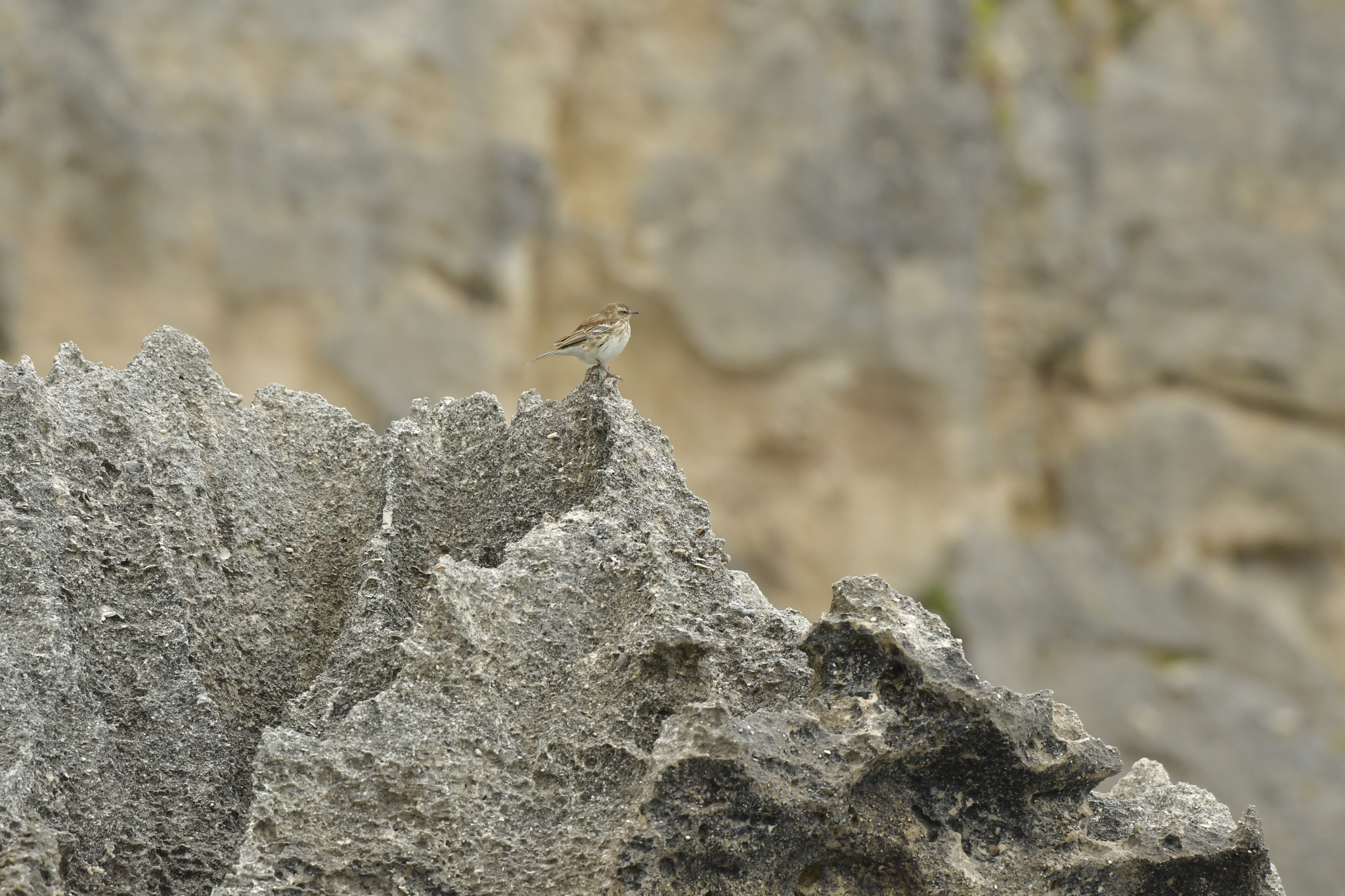 New Zealand Pipit