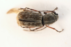 Euciodes suturalis
