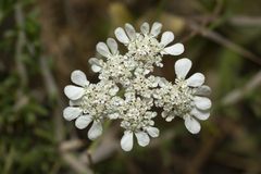 Tordylium pestalozzae