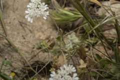 Tordylium pestalozzae