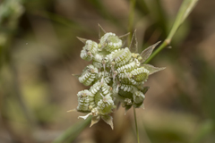 Tordylium pestalozzae
